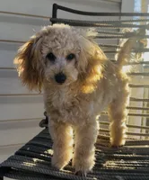 Domino AKC, a male Poodle - Toy  for sale in Welch, OK – Photo 9 of 10