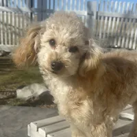 Domino AKC, a male Poodle - Toy  for sale in Welch, OK – Photo 10 of 10