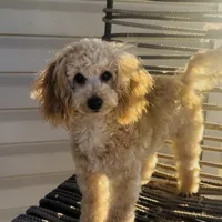 Domino AKC, a male Poodle - Toy  for sale in Welch, OK – Photo 3 of 10