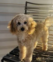 Domino AKC, a male Poodle - Toy  for sale in Welch, OK – Photo 3 of 10