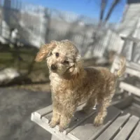 Domino AKC, a male Poodle - Toy  for sale in Welch, OK – Photo 2 of 10