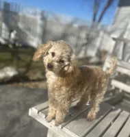 Domino AKC, a male Poodle - Toy  for sale in Welch, OK – Photo 1 of 10