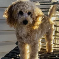 Domino AKC, a male Poodle - Toy  for sale in Welch, OK – Photo 7 of 10