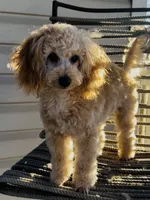 Domino AKC, a male Poodle - Toy  for sale in Welch, OK – Photo 7 of 10