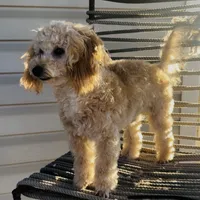 Domino AKC, a male Poodle - Toy  for sale in Welch, OK – Photo 5 of 10