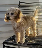 Domino AKC, a male Poodle - Toy  for sale in Welch, OK – Photo 5 of 10