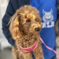 AKC Dolly health tested, a female Poodle - Miniature  for sale in Welch, OK – Photo 4 of 8