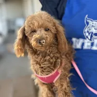 AKC Dolly health tested, a female Poodle - Miniature  for sale in Welch, OK – Photo 2 of 8