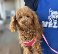 AKC Dolly health tested, a female Poodle - Miniature  for sale in Welch, OK – Photo 2 of 8
