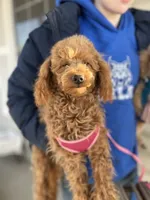 AKC Dolly health tested, a female Poodle - Miniature  for sale in Welch, OK – Photo 6 of 8