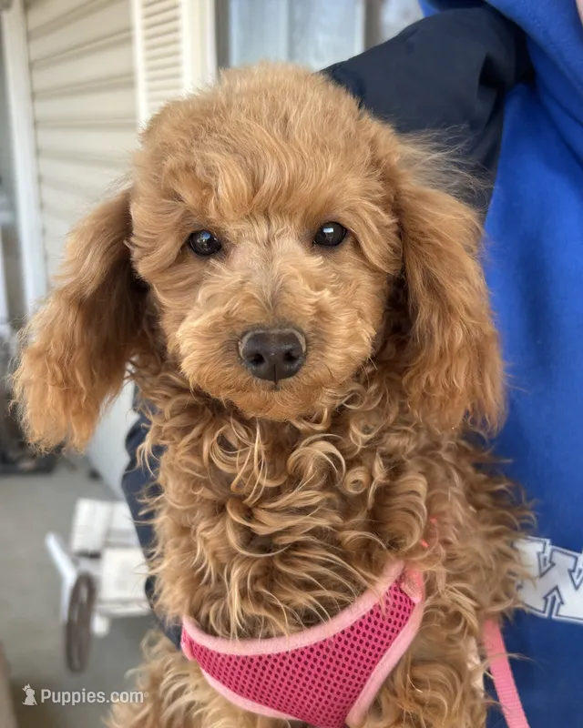 AKC Dolly health tested