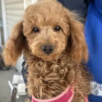 AKC Dolly health tested, a female Poodle - Miniature  for sale in Welch, OK – Photo 1 of 8