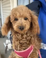 AKC Dolly health tested, a female Poodle - Miniature  for sale in Welch, OK – Photo 1 of 8