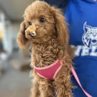 AKC Dolly health tested, a female Poodle - Miniature  for sale in Welch, OK – Photo 3 of 8