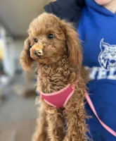 AKC Dolly health tested, a female Poodle - Miniature  for sale in Welch, OK – Photo 3 of 8