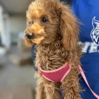 AKC Dolly health tested, a female Poodle - Miniature  for sale in Welch, OK – Photo 8 of 8