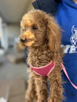 AKC Dolly health tested, a female Poodle - Miniature  for sale in Welch, OK – Photo 8 of 8