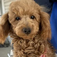 AKC Dolly health tested, a female Poodle - Miniature  for sale in Welch, OK – Photo 7 of 8