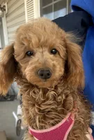 AKC Dolly health tested, a female Poodle - Miniature  for sale in Welch, OK – Photo 7 of 8