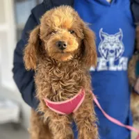 AKC Dolly health tested, a female Poodle - Miniature  for sale in Welch, OK – Photo 5 of 8