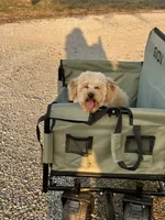 AKC Charlie, a male Poodle - Toy  for sale in Welch, OK – Photo 3 of 10