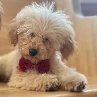 AKC Charlie, a male Poodle - Toy  for sale in Welch, OK – Photo 5 of 10