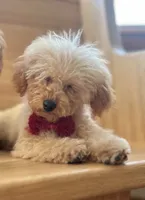 AKC Charlie, a male Poodle - Toy  for sale in Welch, OK – Photo 2 of 10