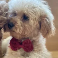 AKC Charlie, a male Poodle - Toy  for sale in Welch, OK – Photo 6 of 10
