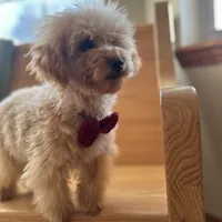 AKC Charlie, a male Poodle - Toy  for sale in Welch, OK – Photo 8 of 10