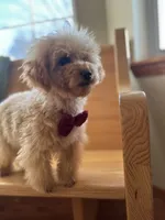 AKC Charlie, a male Poodle - Toy  for sale in Welch, OK – Photo 9 of 10