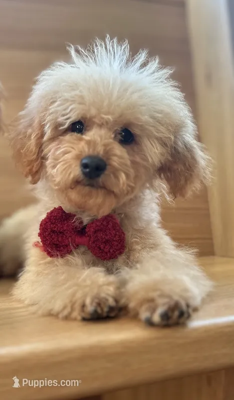 AKC Charlie – Poodle - Toy  puppy for sale in Welch, OK