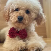 AKC Charlie, a male Poodle - Toy  for sale in Welch, OK – Photo 7 of 10