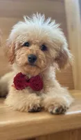 AKC Charlie, a male Poodle - Toy  for sale in Welch, OK – Photo 7 of 10