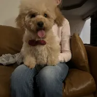 AKC Charlie, a male Poodle - Toy  for sale in Welch, OK – Photo 9 of 10