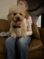 AKC Charlie, a male Poodle - Toy  for sale in Welch, OK – Photo 8 of 10