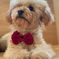 AKC Charlie, a male Poodle - Toy  for sale in Welch, OK – Photo 4 of 10