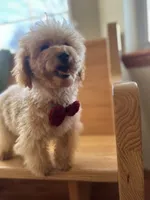 AKC Charlie, a male Poodle - Toy  for sale in Welch, OK – Photo 10 of 10