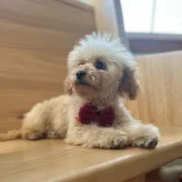 AKC Charlie, a male Poodle - Toy  for sale in Welch, OK – Photo 10 of 10