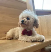 AKC Charlie, a male Poodle - Toy  for sale in Welch, OK – Photo 5 of 10