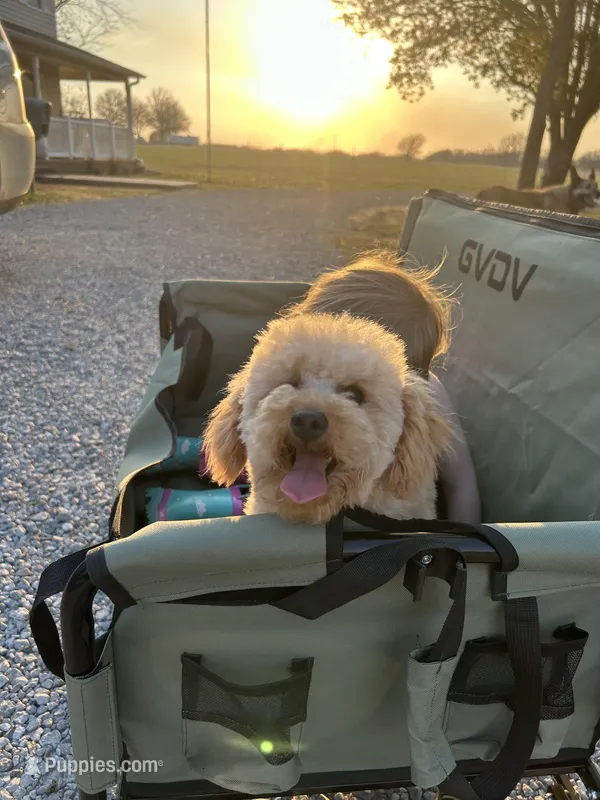 AKC Charlie, a male Poodle - Toy  for sale in Welch, OK – Photo 1 of 10