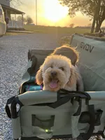 AKC Charlie, a male Poodle - Toy  for sale in Welch, OK – Photo 1 of 10