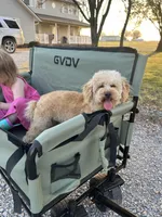 AKC Charlie, a male Poodle - Toy  for sale in Welch, OK – Photo 2 of 10