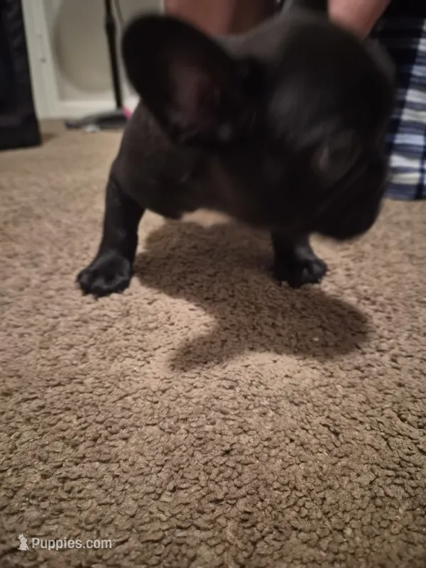 Kitana – French Bulldog puppy for sale in Snellville, GA