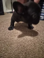 Kitana, a female French Bulldog for sale in Snellville, GA – 1 of 2