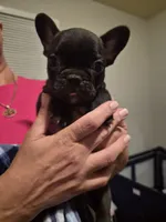 Fiona, a female French Bulldog for sale in Snellville, GA – 1 of 1