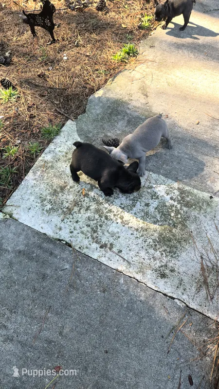 Kitana – French Bulldog puppy for sale in Snellville, GA