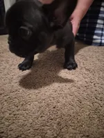 Kitana, a female French Bulldog for sale in Snellville, GA – 2 of 2
