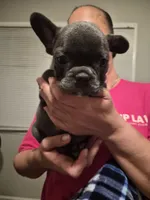 Zeus , a male French Bulldog for sale in Snellville, GA – 1 of 2