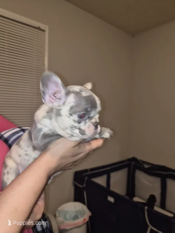 Ram – French Bulldog puppy for sale in Snellville, GA