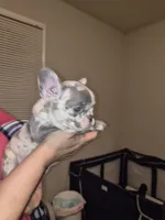Ram, a male French Bulldog for sale in Snellville, GA – 1 of 1
